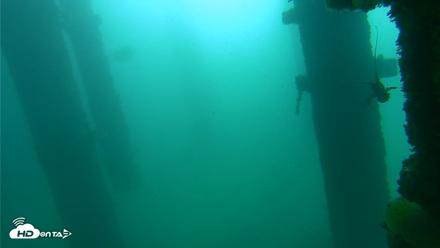 Scripps Pier Underwater Live Webcam - Oct 9, 2026, 9:30am PDT