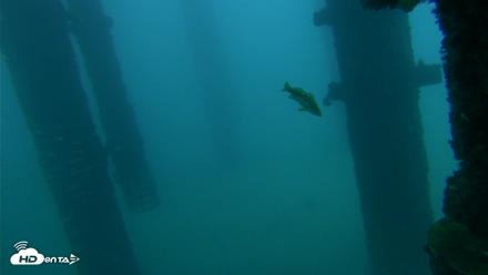 Scripps Pier Underwater Live Webcam - Sep 30, 2026, 6:42am PDT