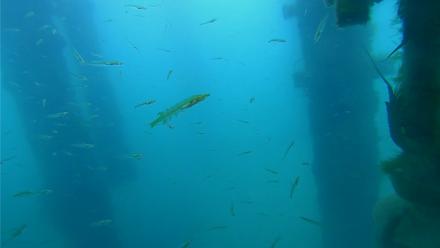 Scripps Pier Underwater Live Webcam - Mar 27, 2026, 7:36am PDT