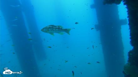 Scripps Pier Underwater Live Webcam - Sep 16, 2026, 10:35am PDT