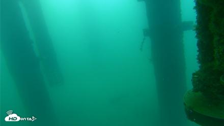 Scripps Pier Underwater Live Webcam - Aug 28, 2026, 6:53am PDT