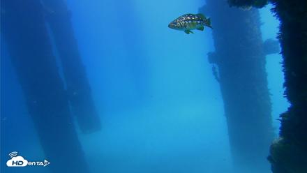Scripps Pier Underwater Live Webcam - Sep 25, 2026, 1:13pm PDT
