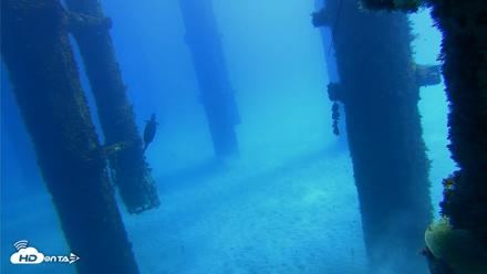 Scripps Pier Underwater Live Webcam - Oct 7, 2026, 11:34am PDT