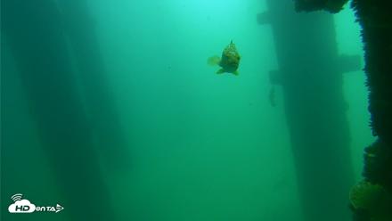 Scripps Pier Underwater Live Webcam - Sep 15, 2026, 11:16am PDT