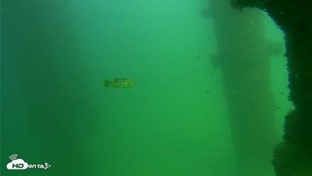 Scripps Pier Underwater Live Webcam - Sep 18, 2026, 3:09pm PDT