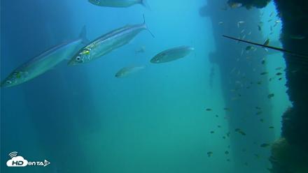 Scripps Pier Underwater Live Webcam - Sep 22, 2026, 1:06pm PDT
