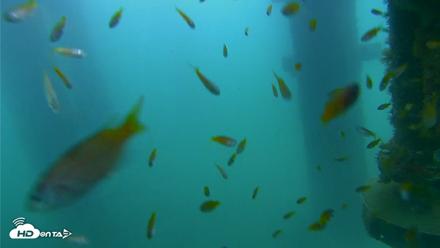 Scripps Pier Underwater Live Webcam - Aug 18, 2026, 7:02am PDT
