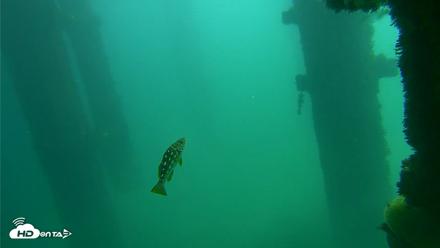 Scripps Pier Underwater Live Webcam - Oct 8, 2026, 12:13pm PDT