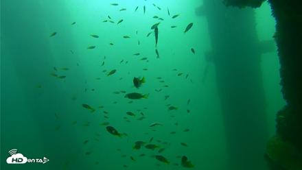 Scripps Pier Underwater Live Webcam - Sep 23, 2026, 9:49am PDT