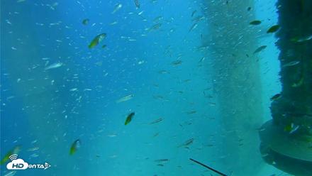 Scripps Pier Underwater Live Webcam - Aug 7, 2026, 4:58pm PDT