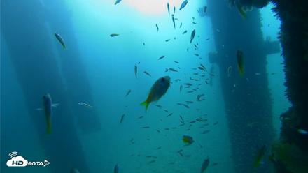 Scripps Pier Underwater Live Webcam - Sep 25, 2026, 9:06am PDT