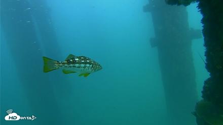 Scripps Pier Underwater Live Webcam - Oct 8, 2026, 4:47pm PDT