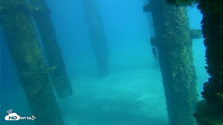 Scripps Pier Underwater Live Webcam - Oct 16, 2026, 2:26pm PDT