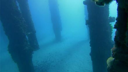 Scripps Pier Underwater Live Webcam - Nov 16, 2025, 8:56am PST