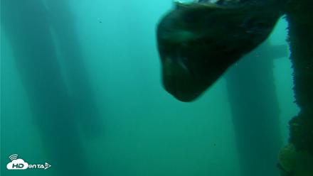 Scripps Pier Underwater Live Webcam - Sep 18, 2026, 7:57am PDT