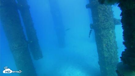 Scripps Pier Underwater Live Webcam - Oct 19, 2026, 4:28pm PDT
