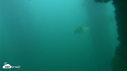Scripps Pier Underwater Live Webcam - Oct 12, 2026, 4:13pm PDT