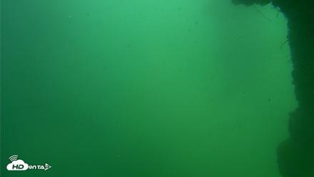 Scripps Pier Underwater Live Webcam - Sep 29, 2026, 1:44pm PDT