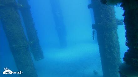 Scripps Pier Underwater Live Webcam - Oct 19, 2026, 2:31pm PDT