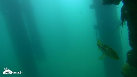 Scripps Pier Underwater Live Webcam - Sep 18, 2026, 10:45am PDT