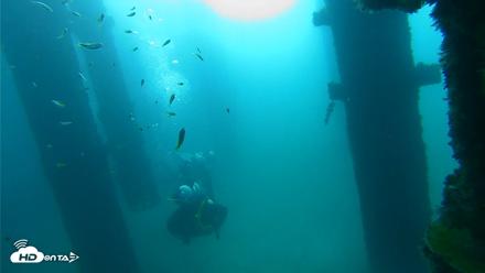 Scripps Pier Underwater Live Webcam - Sep 28, 2026, 8:56am PDT