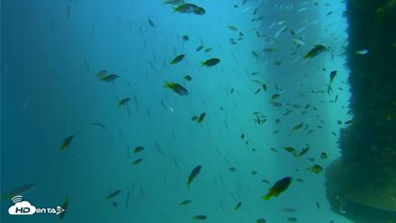 Scripps Pier Underwater Live Webcam - Aug 26, 2026, 2:23pm PDT