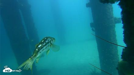 Scripps Pier Underwater Live Webcam - Oct 6, 2026, 1:26pm PDT