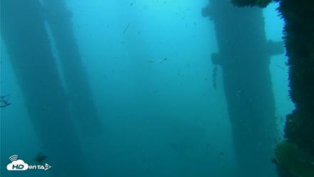 Scripps Pier Underwater Live Webcam - Oct 1, 2026, 9:00am PDT