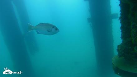 Scripps Pier Underwater Live Webcam - Aug 25, 2026, 7:22am PDT
