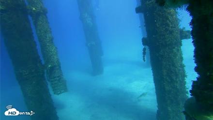 Scripps Pier Underwater Live Webcam - Oct 18, 2026, 3:38pm PDT