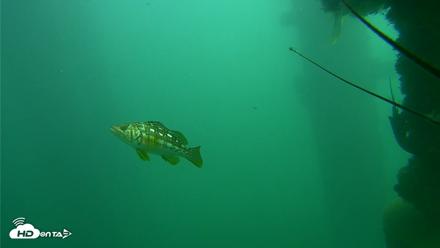 Scripps Pier Underwater Live Webcam - Oct 23, 2026, 1:04pm PDT