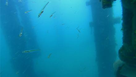 Scripps Pier Underwater Live Webcam - Mar 22, 2026, 10:06am PDT