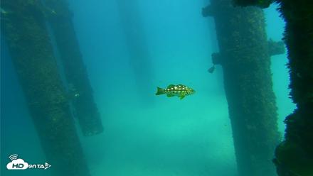 Scripps Pier Underwater Live Webcam - Sep 24, 2026, 2:18pm PDT