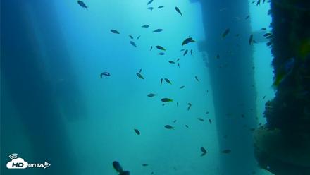 Scripps Pier Underwater Live Webcam - Aug 25, 2026, 10:55am PDT