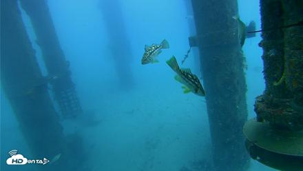 Scripps Pier Underwater Live Webcam - Jul 30, 2026, 7:17am PDT