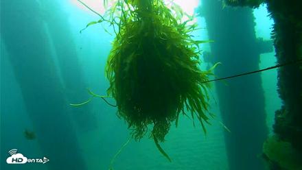 Scripps Pier Underwater Live Webcam - Oct 5, 2026, 8:19am PDT