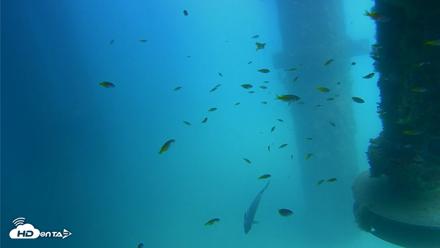 Scripps Pier Underwater Live Webcam - Aug 11, 2026, 2:04pm PDT