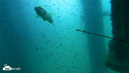 Scripps Pier Underwater Live Webcam - Aug 10, 2026, 10:23am PDT