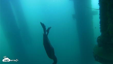 Scripps Pier Underwater Live Webcam - Aug 31, 2026, 8:16am PDT