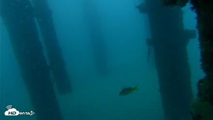 Scripps Pier Underwater Live Webcam - Sep 17, 2026, 6:49am PDT
