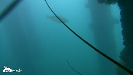 Scripps Pier Underwater Live Webcam - Oct 23, 2026, 3:17pm PDT