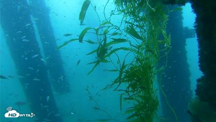 Scripps Pier Underwater Live Webcam - Oct 6, 2026, 7:25am PDT