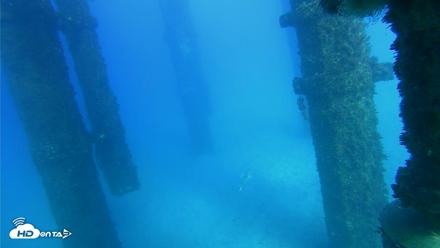 Scripps Pier Underwater Live Webcam - Oct 19, 2026, 4:31pm PDT