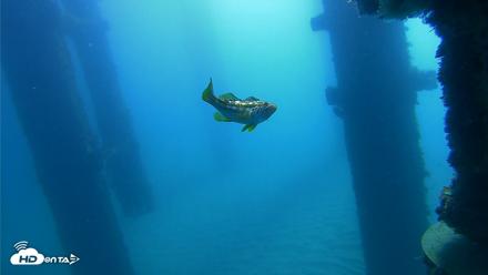 Scripps Pier Underwater Live Webcam - Oct 21, 2026, 10:05am PDT