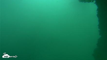 Scripps Pier Underwater Live Webcam - Oct 11, 2026, 12:07pm PDT