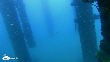Scripps Pier Underwater Live Webcam - Oct 7, 2026, 5:55pm PDT