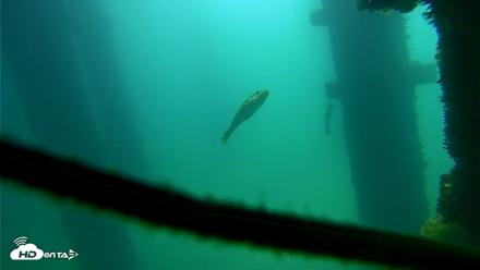 Scripps Pier Underwater Live Webcam - Sep 22, 2026, 11:01am PDT
