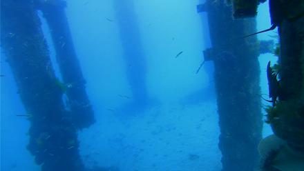 Scripps Pier Underwater Live Webcam - Mar 31, 2026, 10:46am PDT
