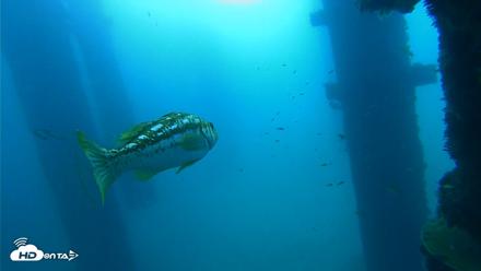Scripps Pier Underwater Live Webcam - Sep 19, 2026, 9:08am PDT