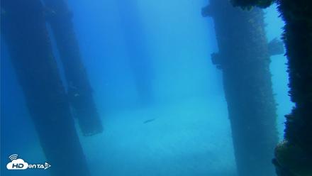 Scripps Pier Underwater Live Webcam - Sep 25, 2026, 1:19pm PDT